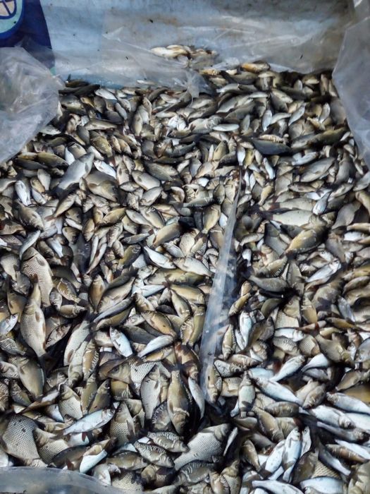 Puiet Crap Salbatic Vara  a  1  a. 2026 10 000 bucăți