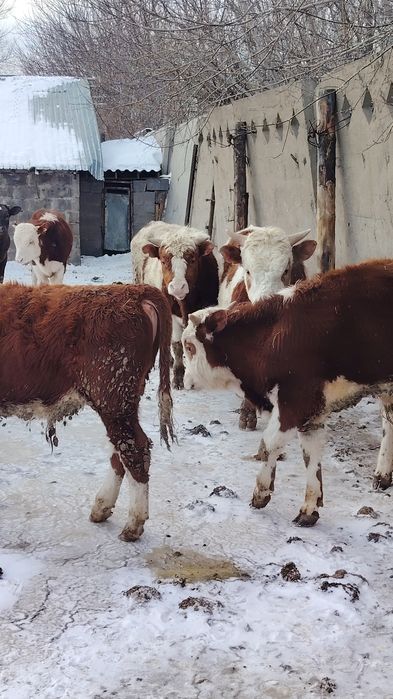 Продам бычков с откорма