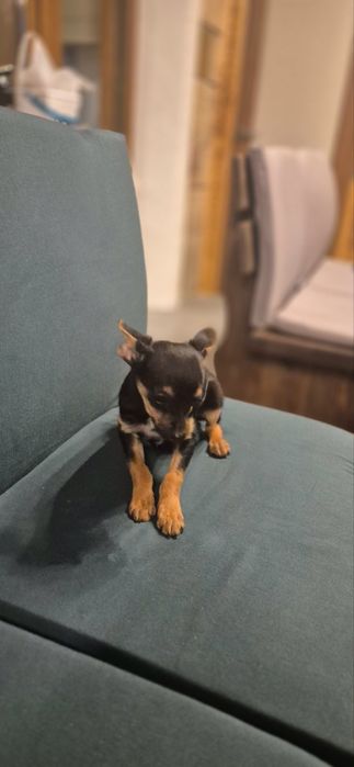 Пинчер 3 месеца момиче и момче