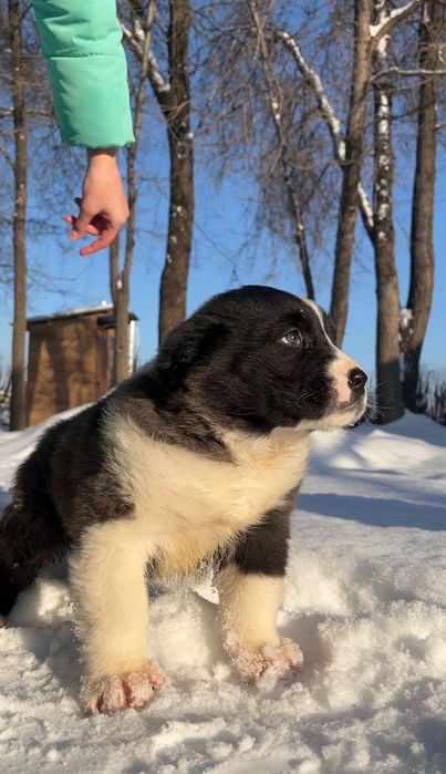 среднеазиатская овчарка