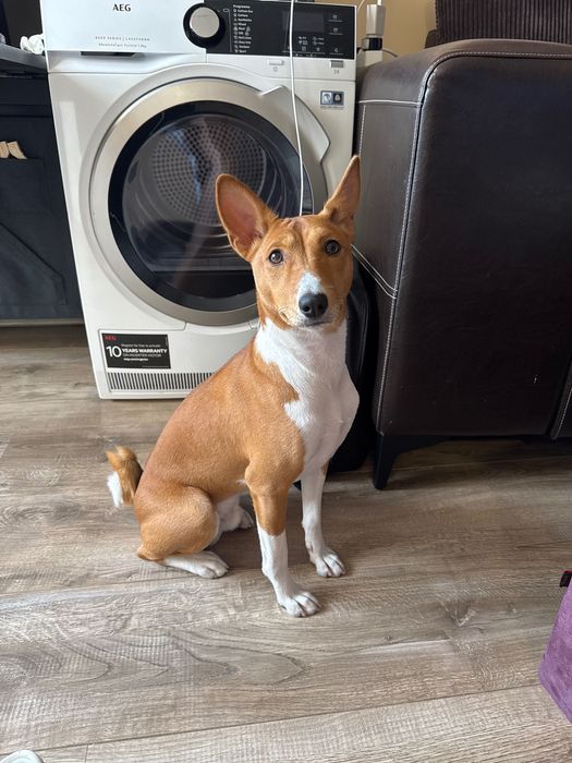 Басенджи на 1 година