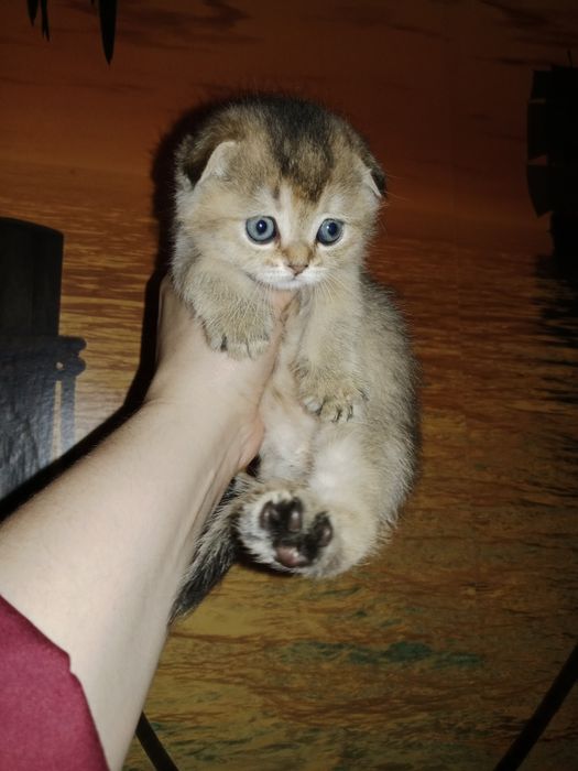 Алиментный котёнок