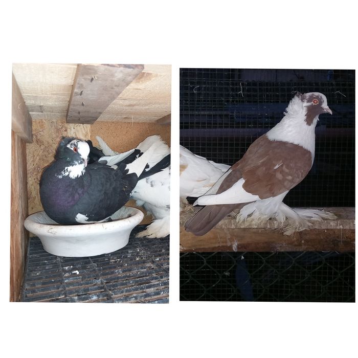 Porumbei uriasi maghiari 7 perechi