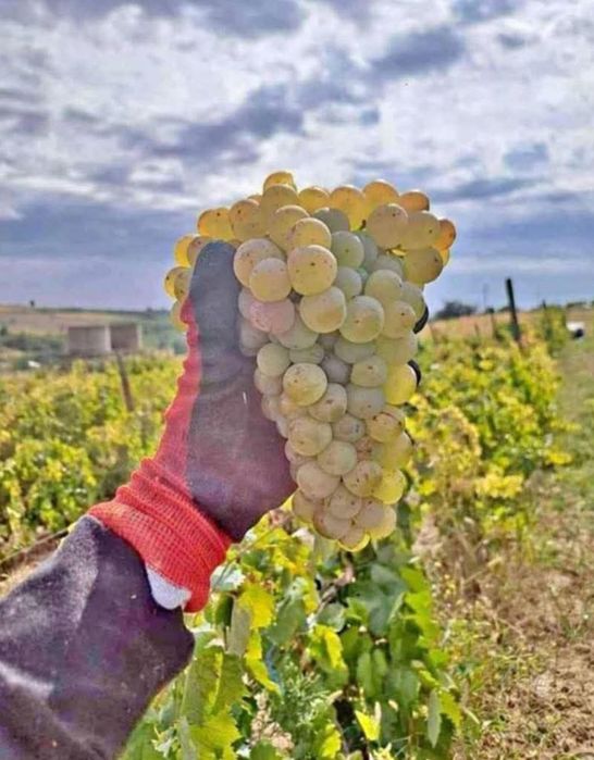 Strugurii de vin