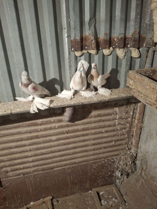 Продам голубей игра гребля тяга