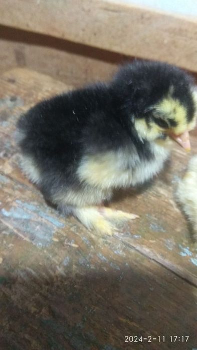 Продаются цветные домашние цыплята