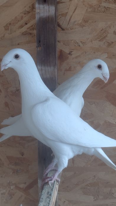 Porumbei  diferite rase.