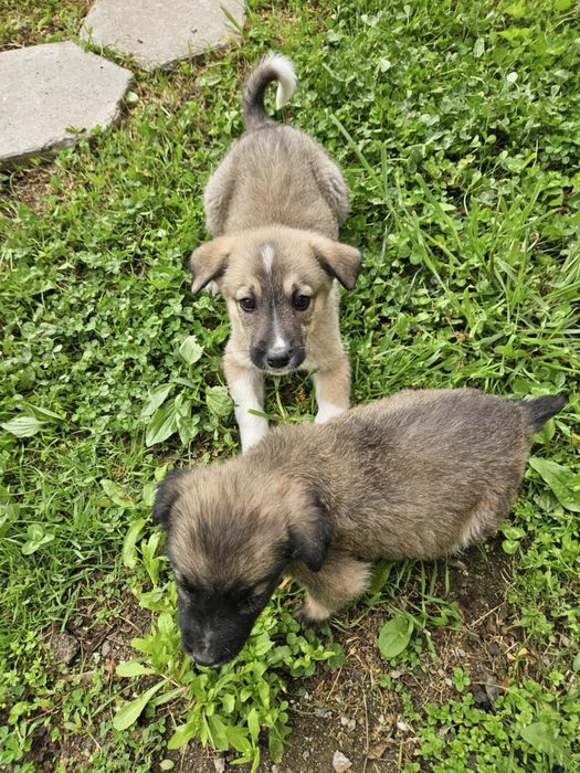Малки кученца търсят дом