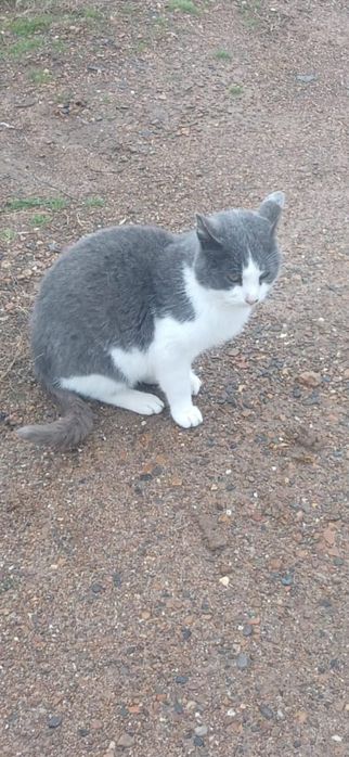 Кот в добрые руки