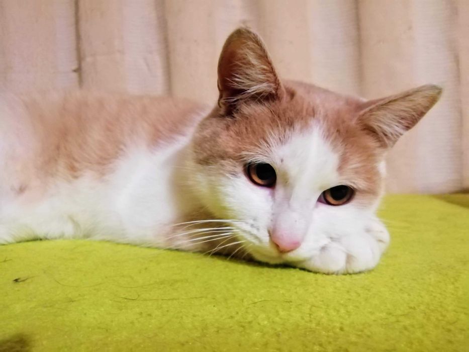 Принц на 1г. 3мес.