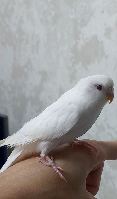 Волнистый попугай