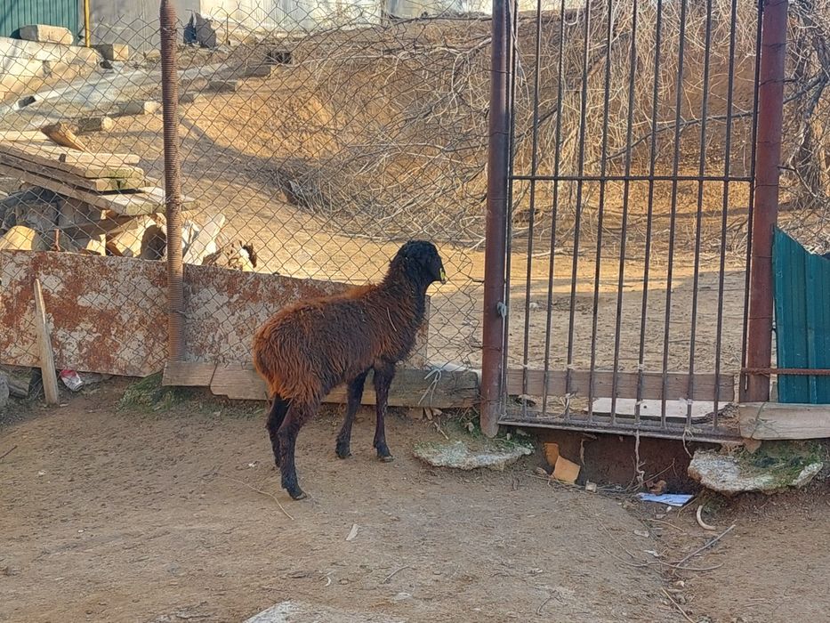 Еркек токты сатылады
