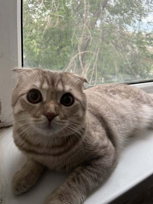 Шотландский вислоухий кот, домашний