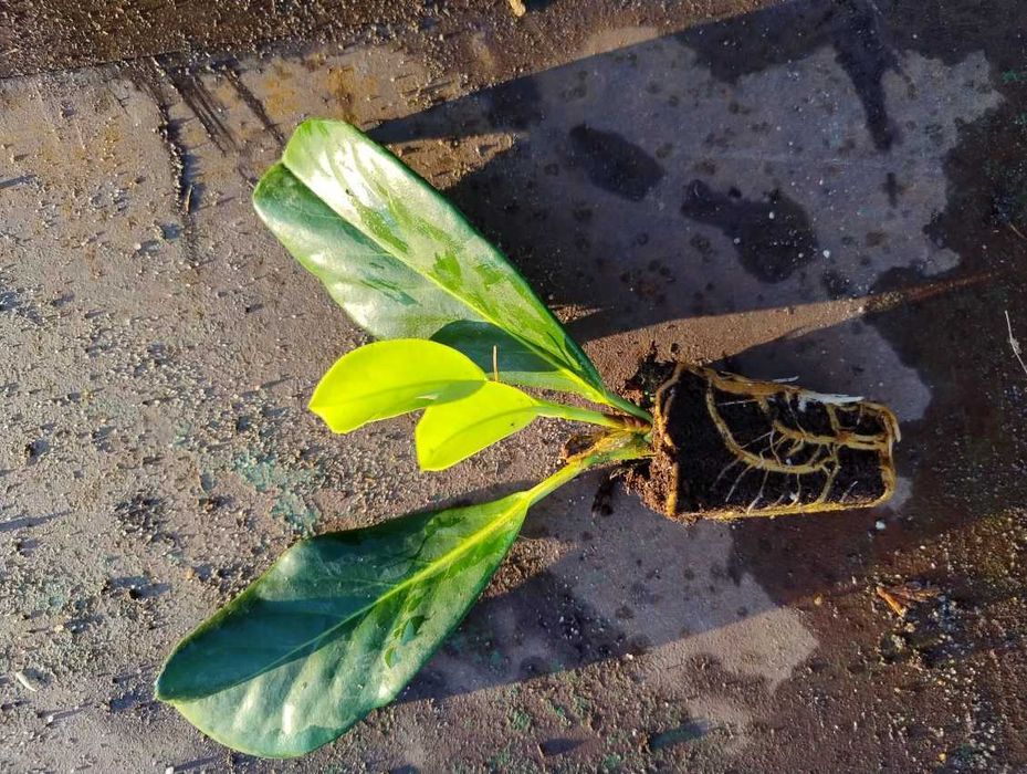 Laur englezesc Prunus Laurocerasus  Novita, Caucasica  10-25cm