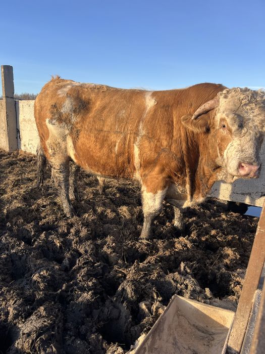 Бык симментальской породы