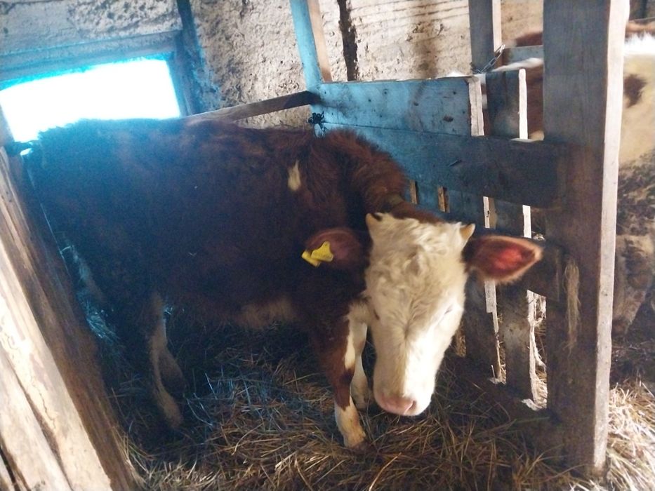 Продам тёлочек..