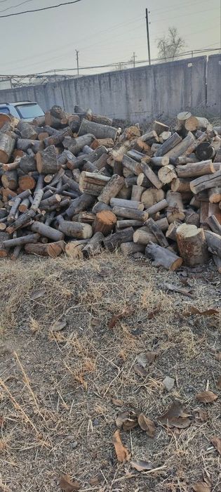 O'tin bor sotiladigan. 80%mevali daraxt 20%  terak. Ko'pi gilos.