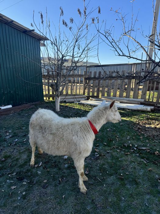 Занин ешкі сатылады