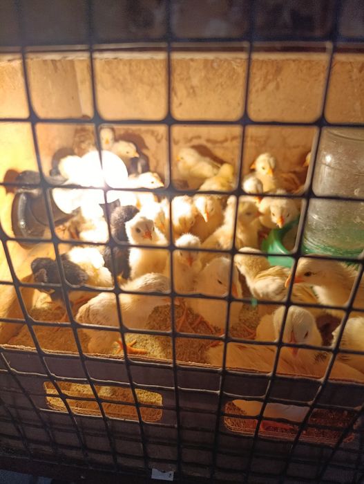 Циплята 50 шт домашние