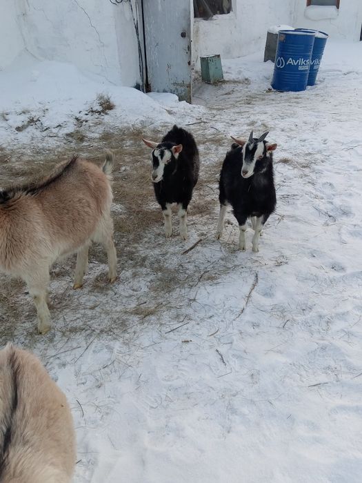 Сүтті ешкінің лақтары сатылады