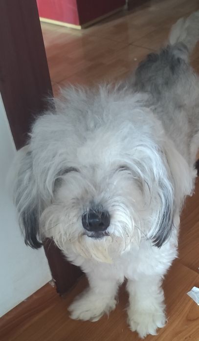 Donez metis de bichon
