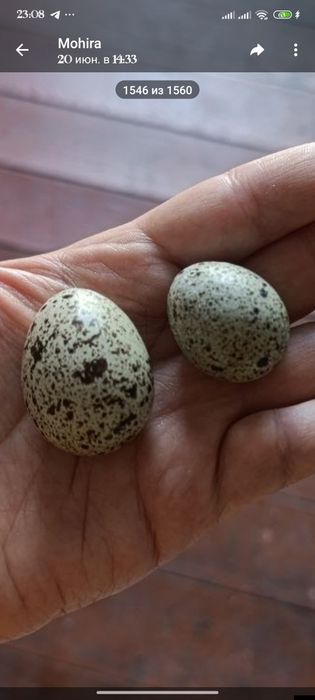Uy sharoitida yetishtirilgan bedana tuxumlari