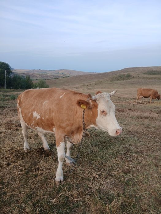 Vaca de vanzare de 8 ani