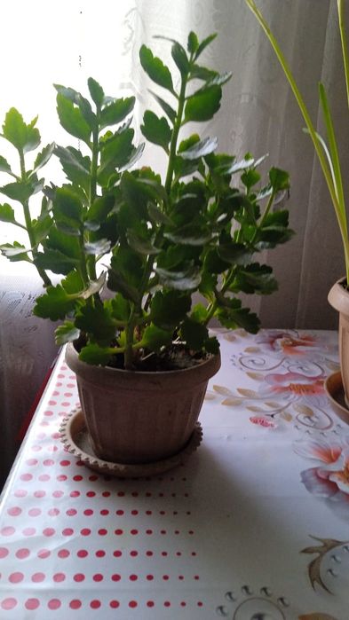 Продам комнатные цветы