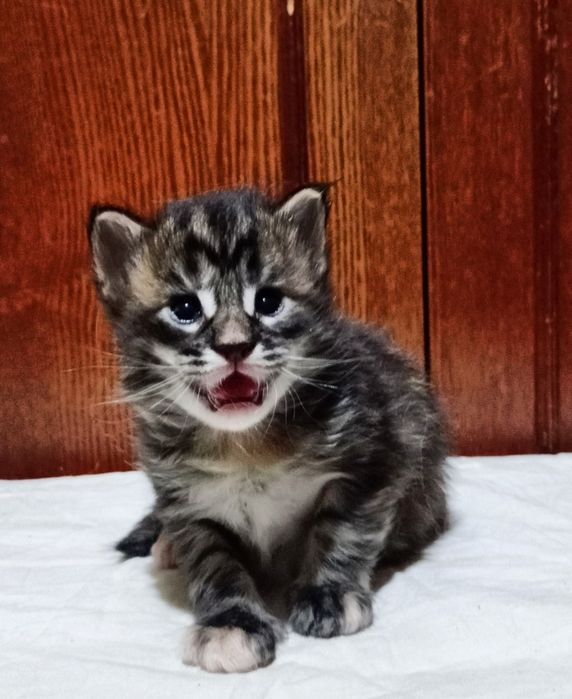 Котята породы Мейн Кун