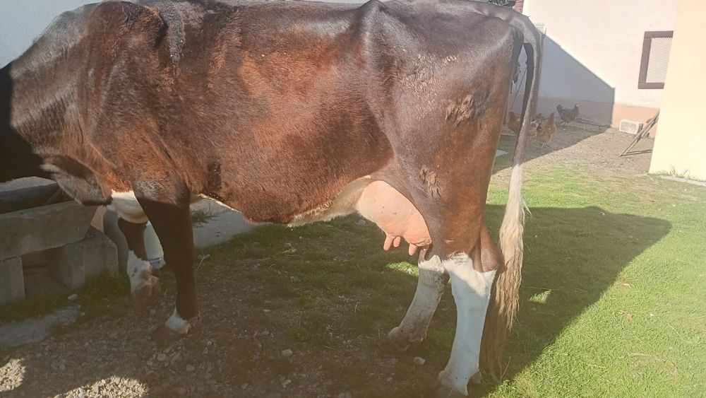 Vaca de vanzare!