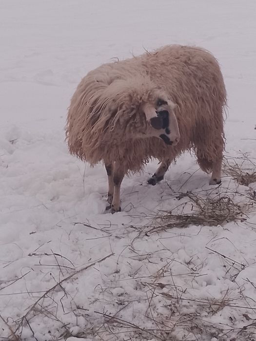 De vânzare 3 oi a făra