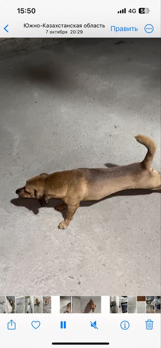 Шенок ,күшік мәшкі званок