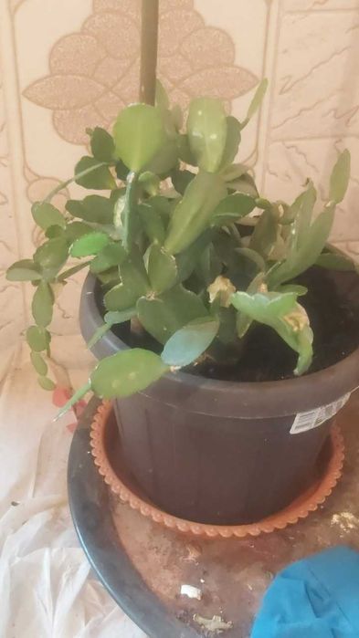 Продам комнатные растения.