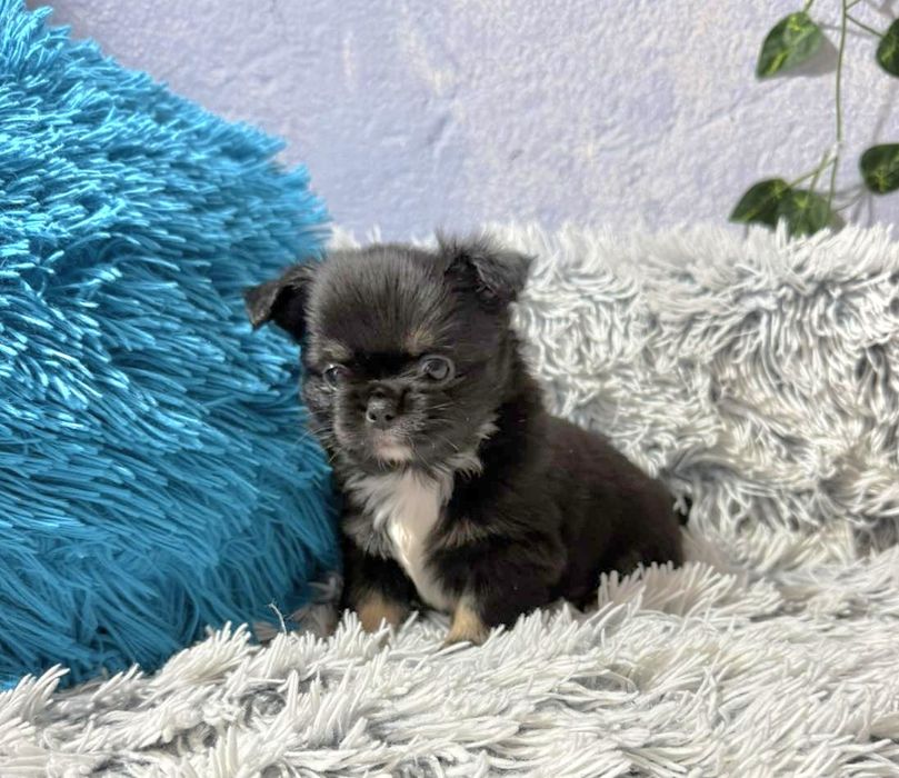 Чихуахуа момчета