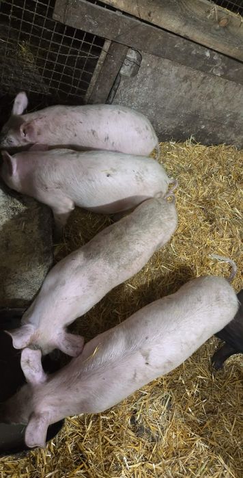 Продавам прасета.