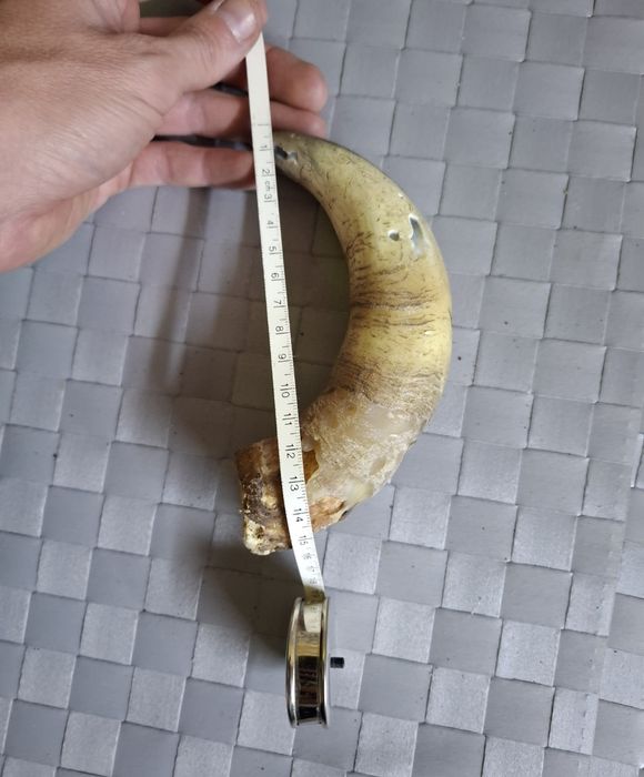 Рог цена 15лв...