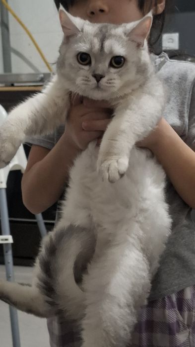 Serebristiy shinshila sotiladi