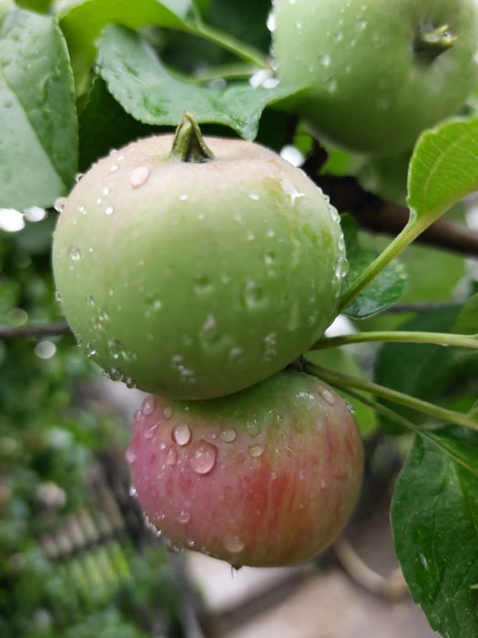 Продам часть дома в ЦЕНТРЕ