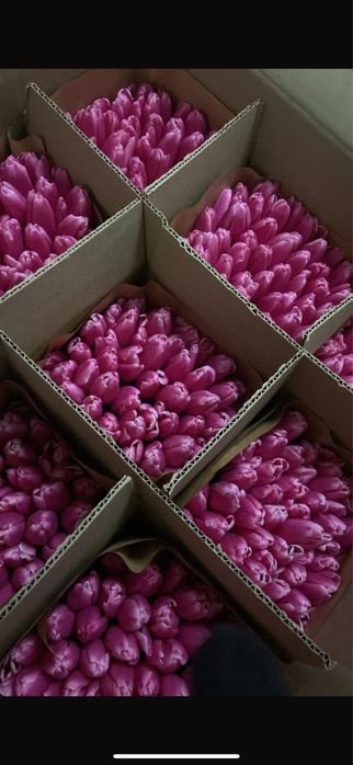 Тюльпаны крупные длинные