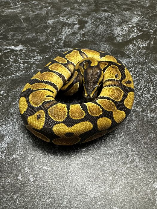 Королевский питон