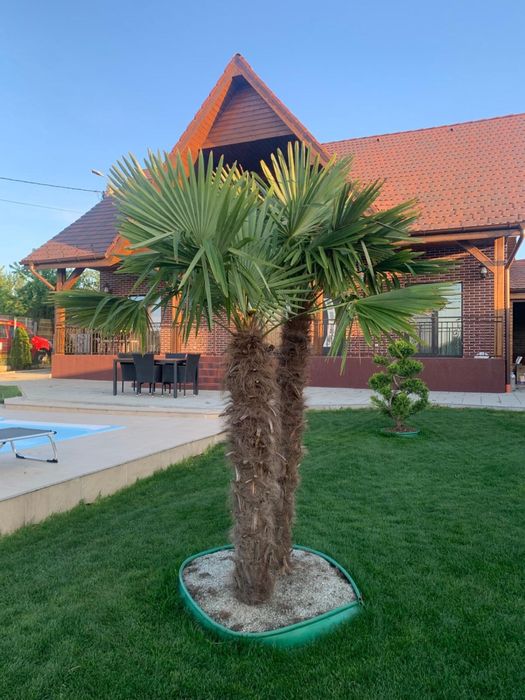 De vanzare, Casa P+1