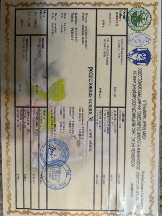 Котята канадского сфинкса