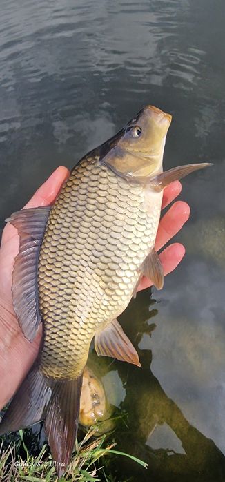 Crap puiet de vanzare vara 1 -2 din 1martie