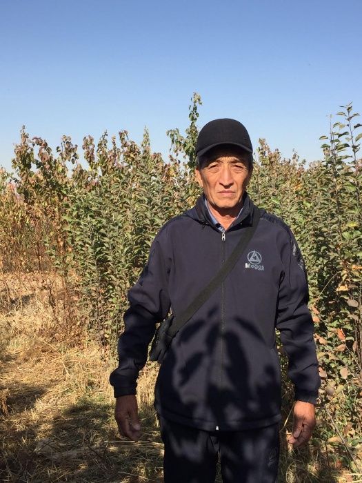 Саженцы плодовых деревьев! Разные сорта, которые устойчивый к болезням