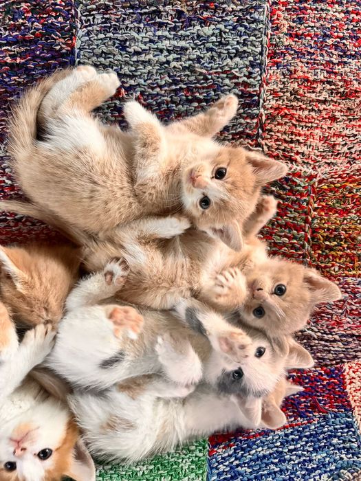Отдам котят — ласковые, игривые и очень милые