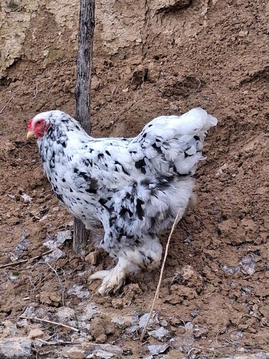 Яйцо Брама инкубационный