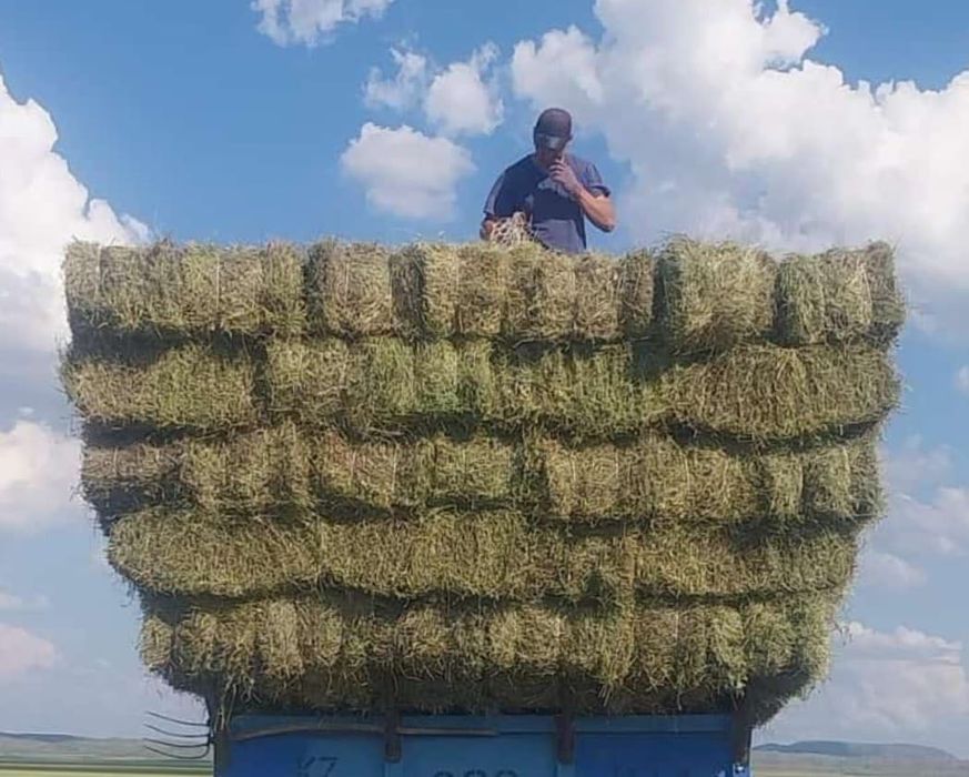 Продается сена (шөп), Зеленый житняк,Первыйкось