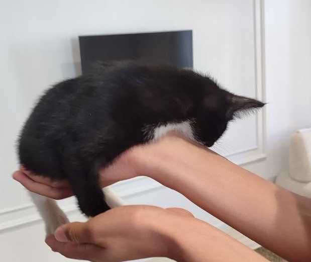 Отдадим бесплатно котят в добрые руки