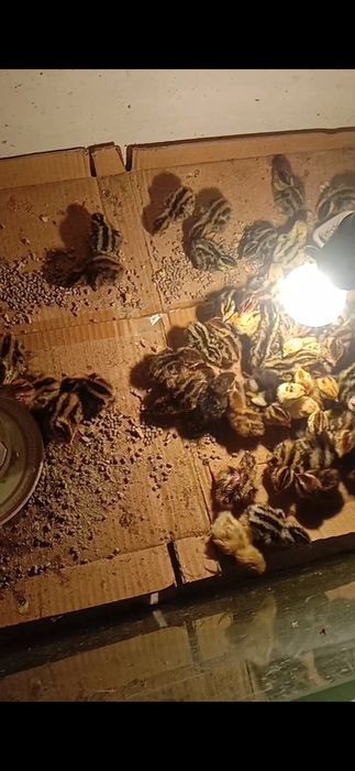 Перепелин Бөдене сатылады