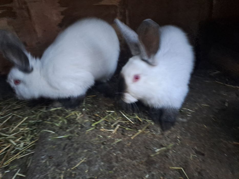 Californian pui de vanzare